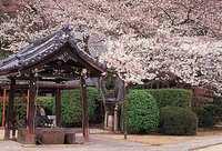 春の観音寺