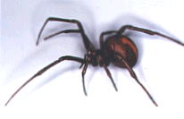 オス